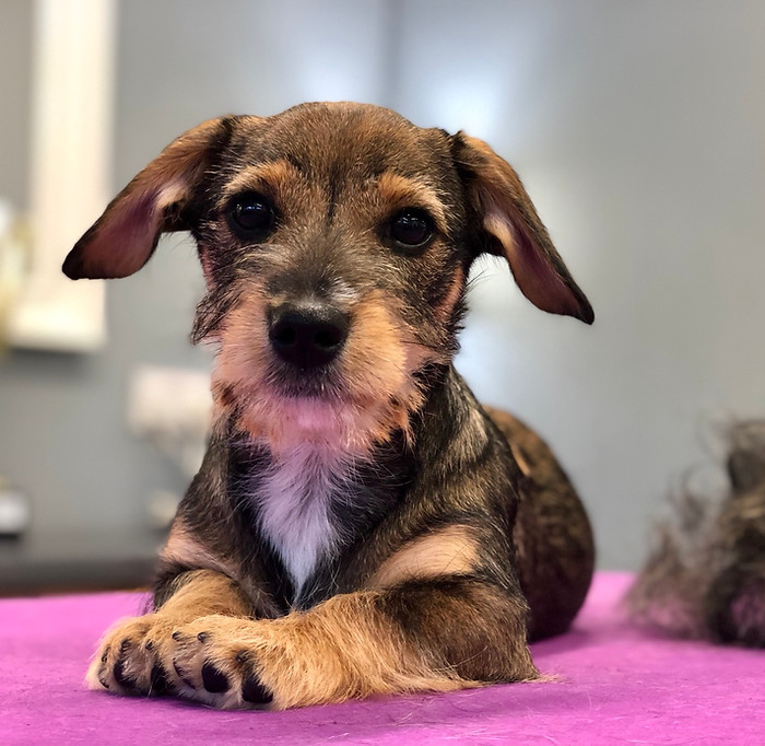 The Schnauzer and Dachshund Mix