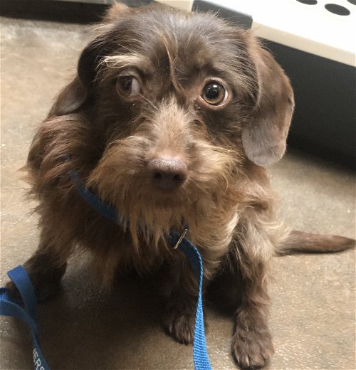 The Schnauzer and Dachshund Mix