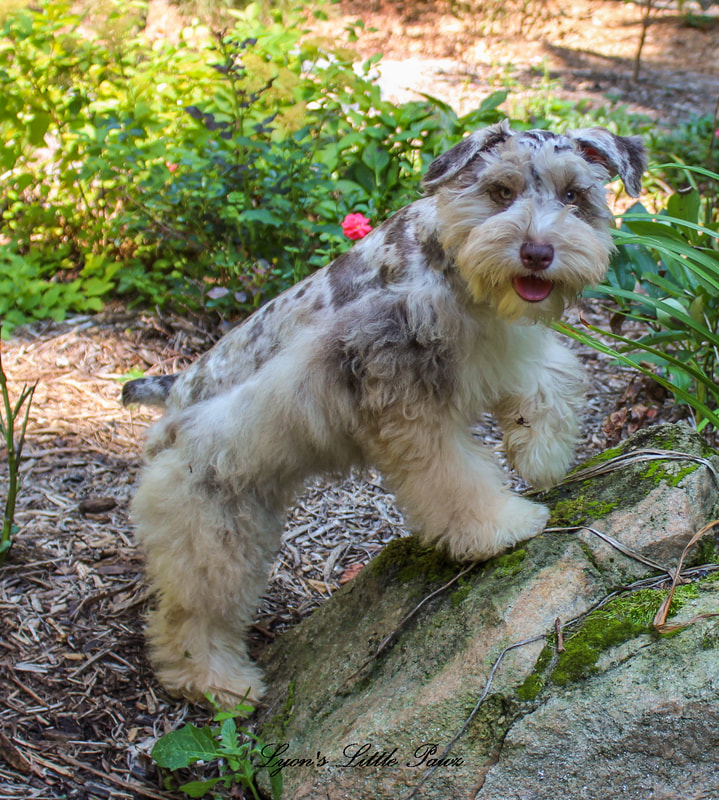 The Schnauzer Australian Shepherd Mix A Comprehensive Guide