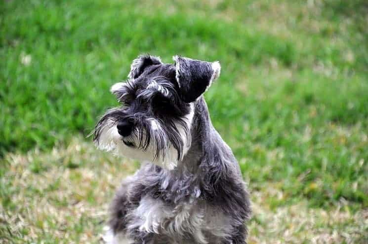 The Schnauzer Australian Shepherd Mix A Comprehensive Guide