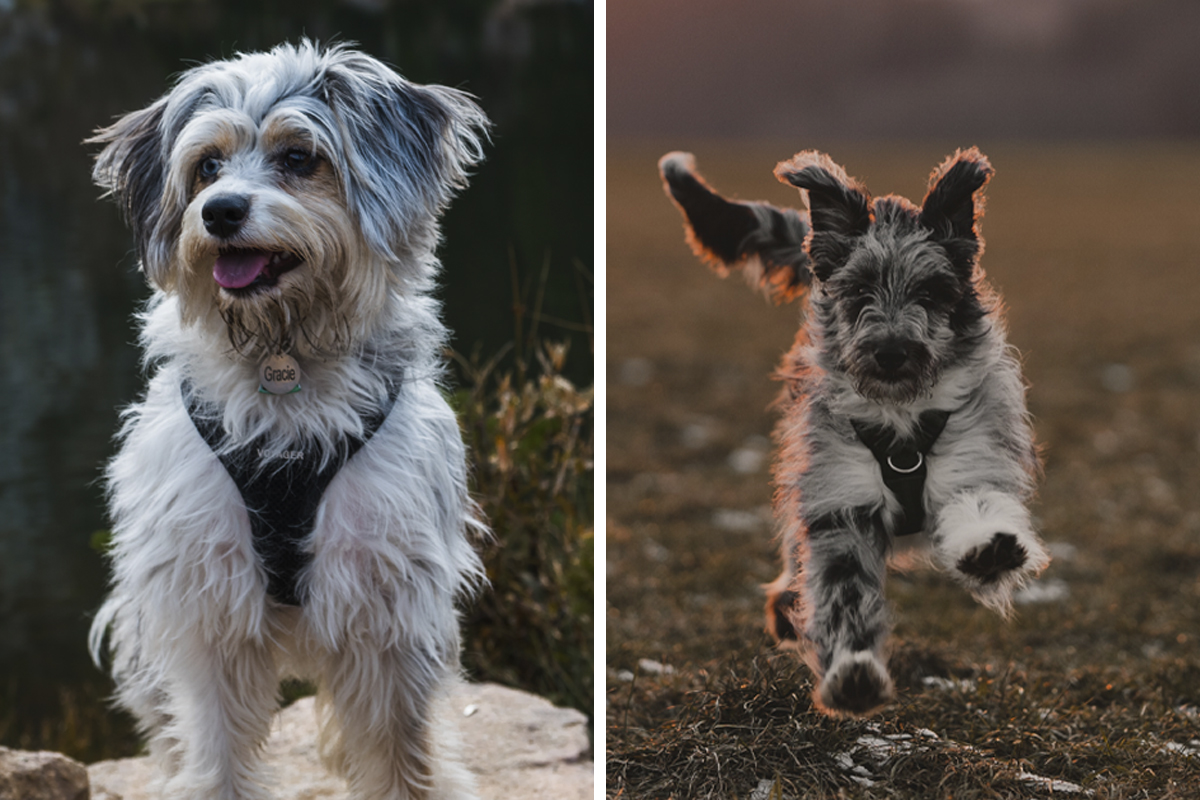 The Schnauzer Australian Shepherd Mix A Comprehensive Guide