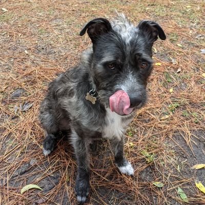 The Schnauzer Mixed with Pitbull