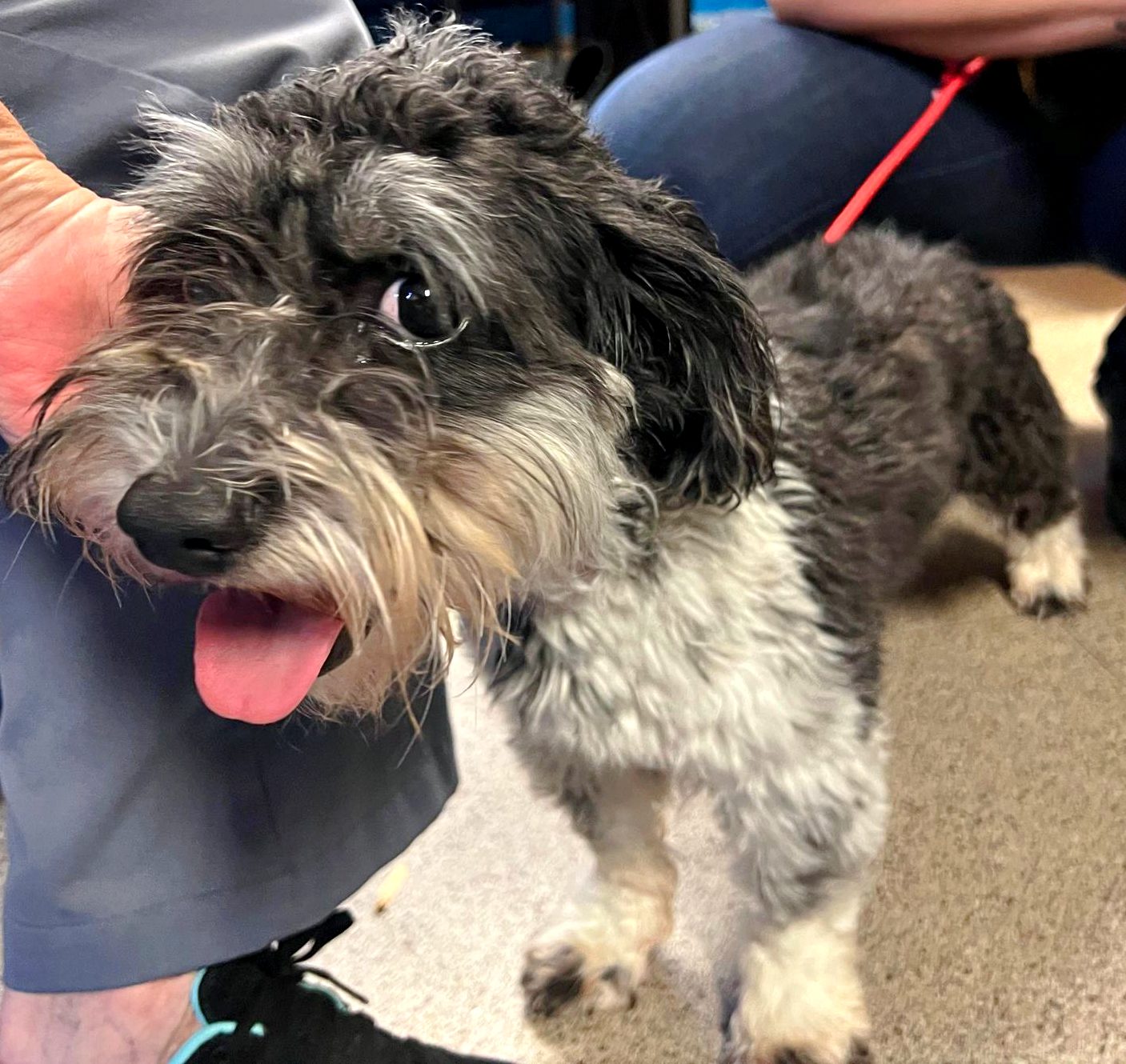 The Schnauzer Shih Tzu Mix A Delightful Canine Companion