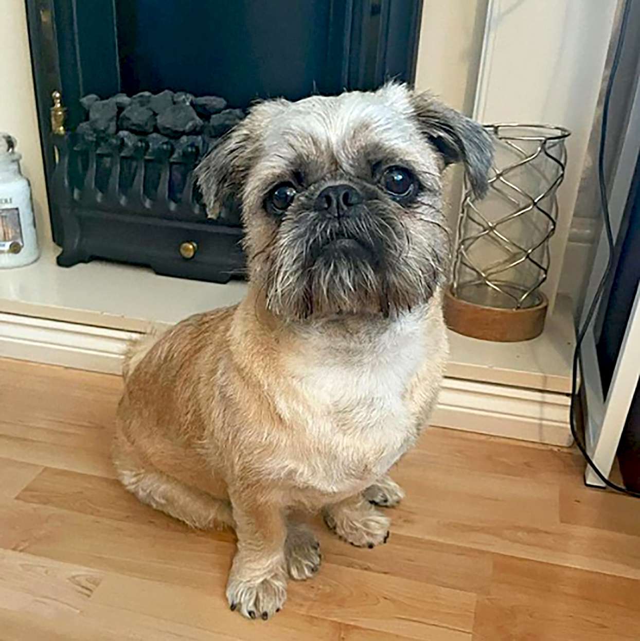 The Schnauzer Shih Tzu Mix A Delightful Canine Companion