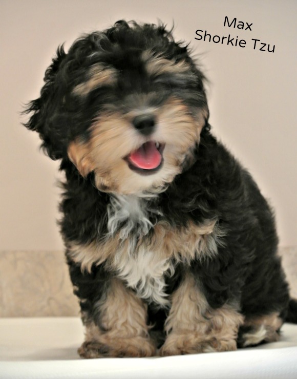 The Schnauzer Shih Tzu Mix A Delightful Canine Companion