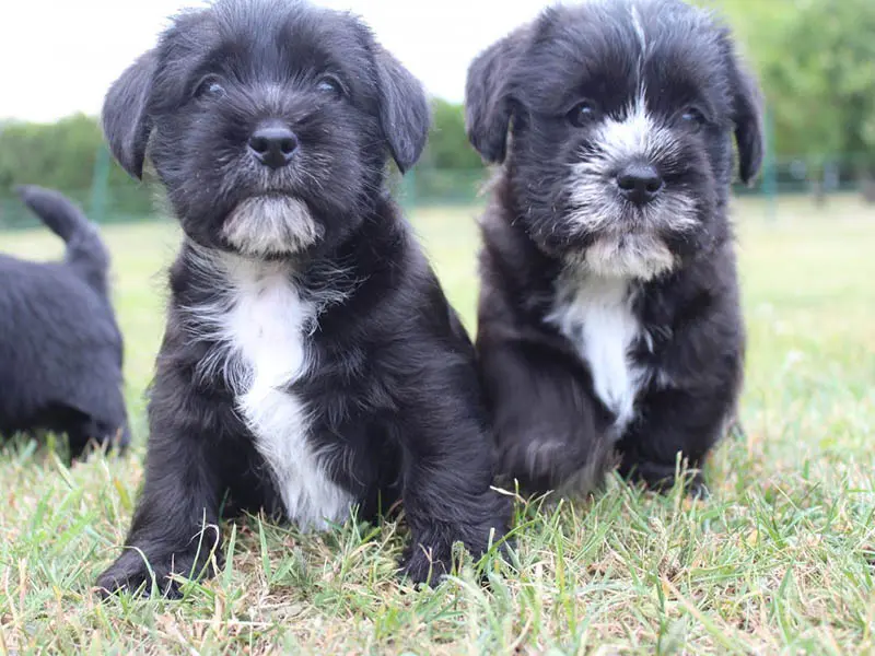 The Schnauzer Shih Tzu Mix A Delightful Canine Companion