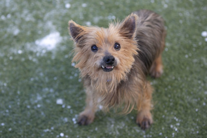 Yorkie Schnauzer Mix The Perfect Companion for Active Families