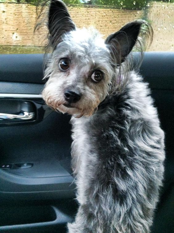 Yorkie Schnauzer Mix The Perfect Companion for Active Families