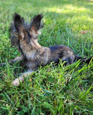 Yorkie Schnauzer Mix The Perfect Companion for Active Families