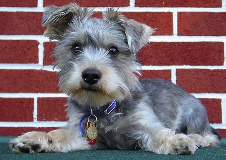 Yorkie Schnauzer Mix The Perfect Companion for Active Families