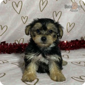 Yorkie Schnauzer Mix The Perfect Companion for Active Families