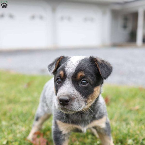 Yorkie Schnauzer Mix The Perfect Companion for Active Families