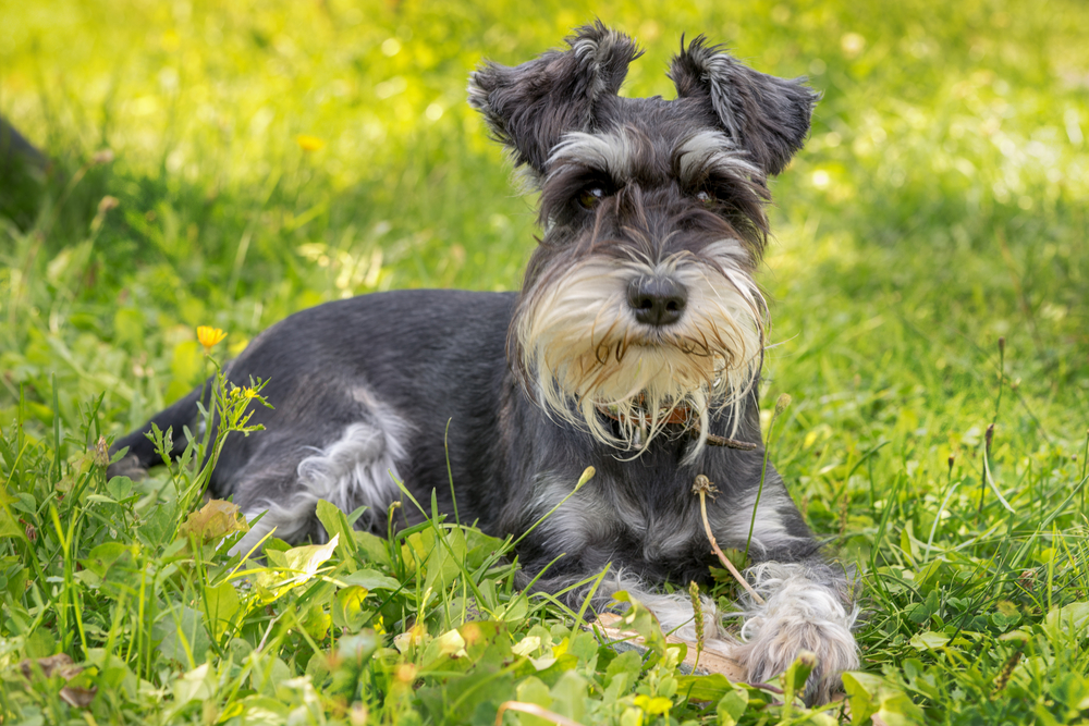 A Ball of Fluff The Allure of the Schnauzer Puppy