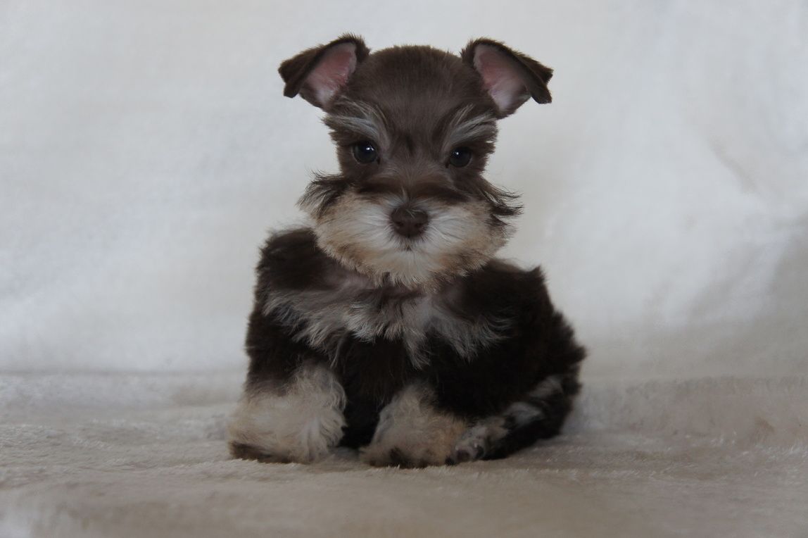 A Ball of Fluff The Allure of the Schnauzer Puppy