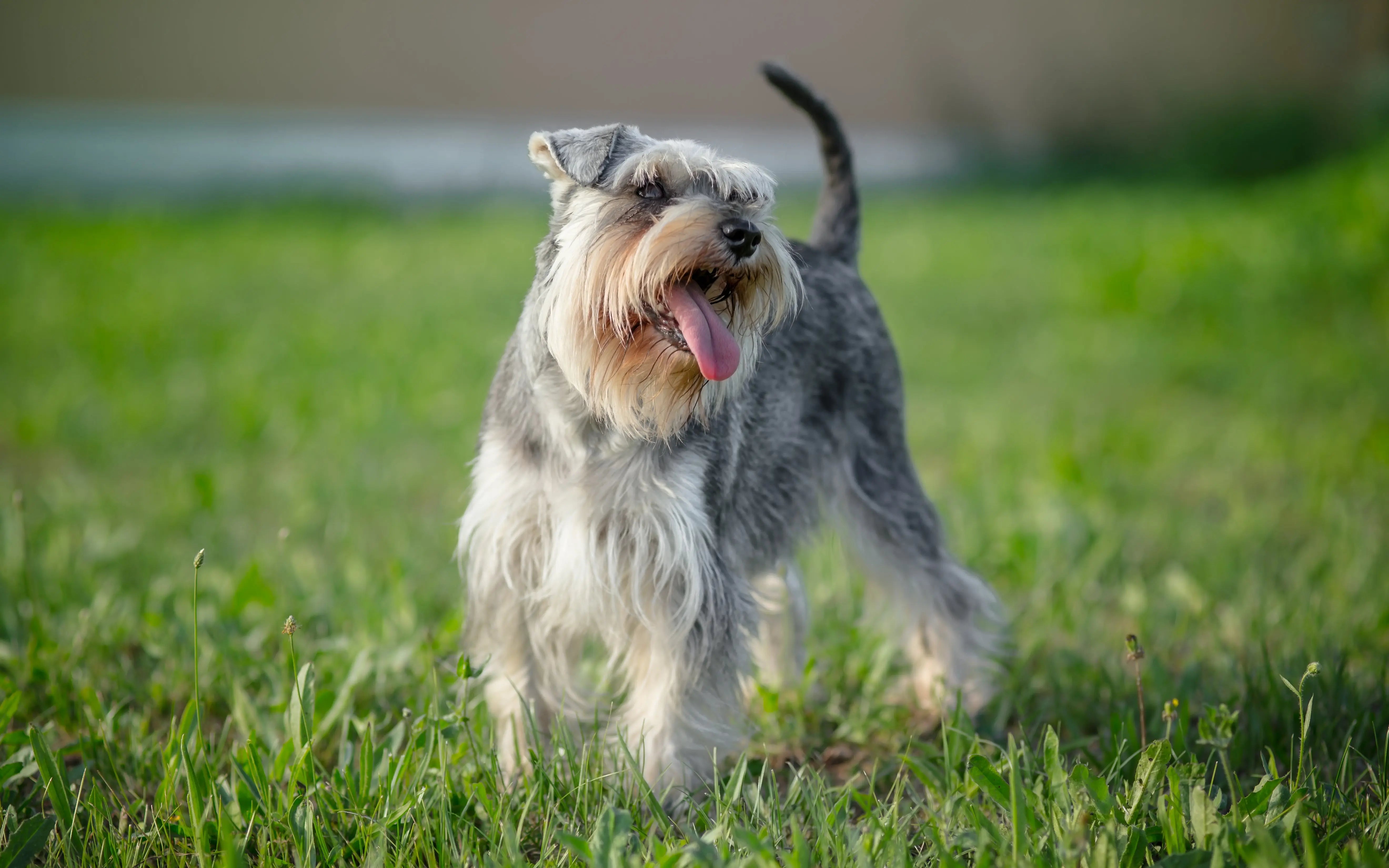 A Ball of Fluff The Allure of the Schnauzer Puppy