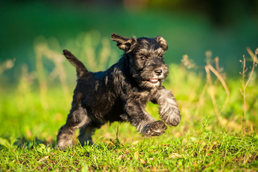 A Ball of Fluff The Allure of the Schnauzer Puppy