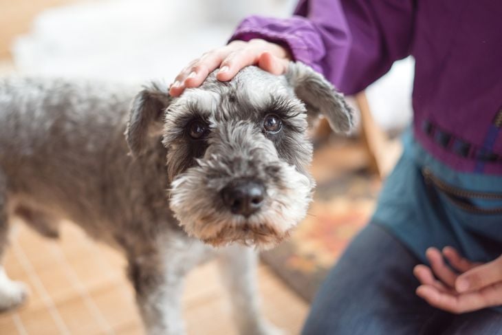 Are Schnauzers Hypoallergenic? Understanding the Truth