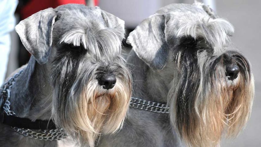 Are Schnauzers Hypoallergenic? Understanding the Truth