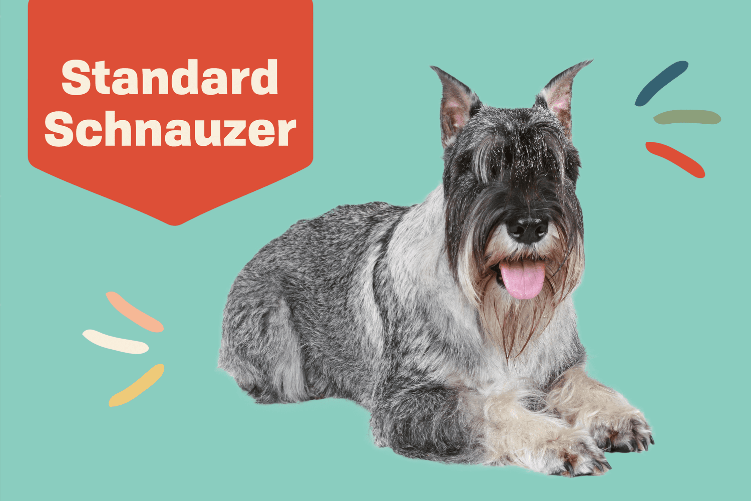 Are Schnauzers Hypoallergenic? Understanding the Truth