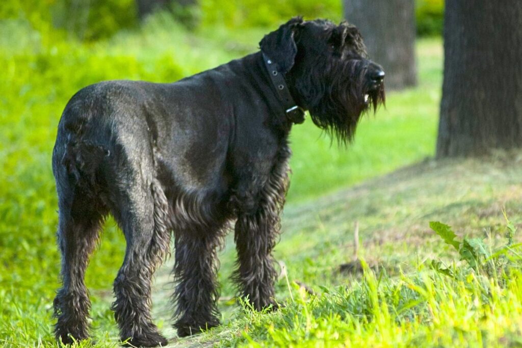 Are Schnauzers Hypoallergenic? Understanding the Truth