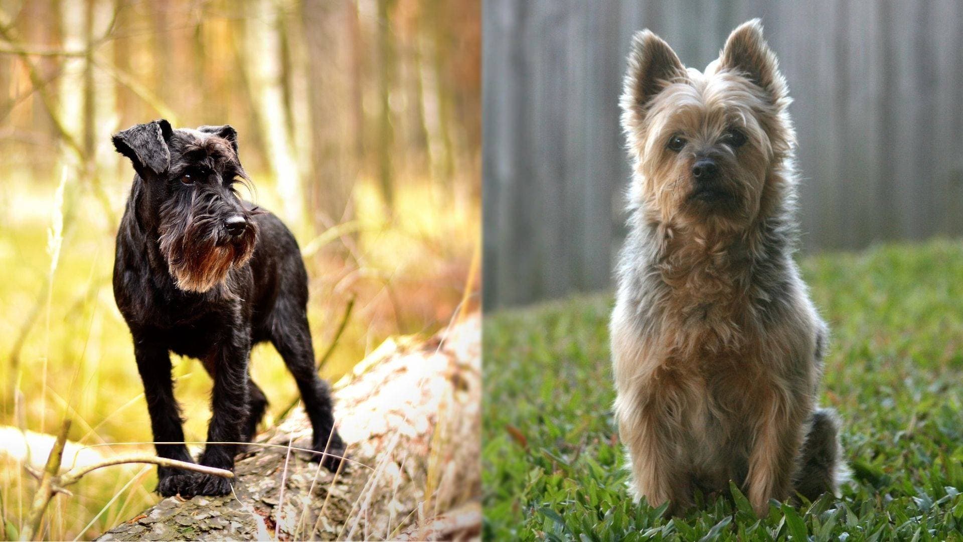 Are Schnauzers Terriers? Understanding the Breed