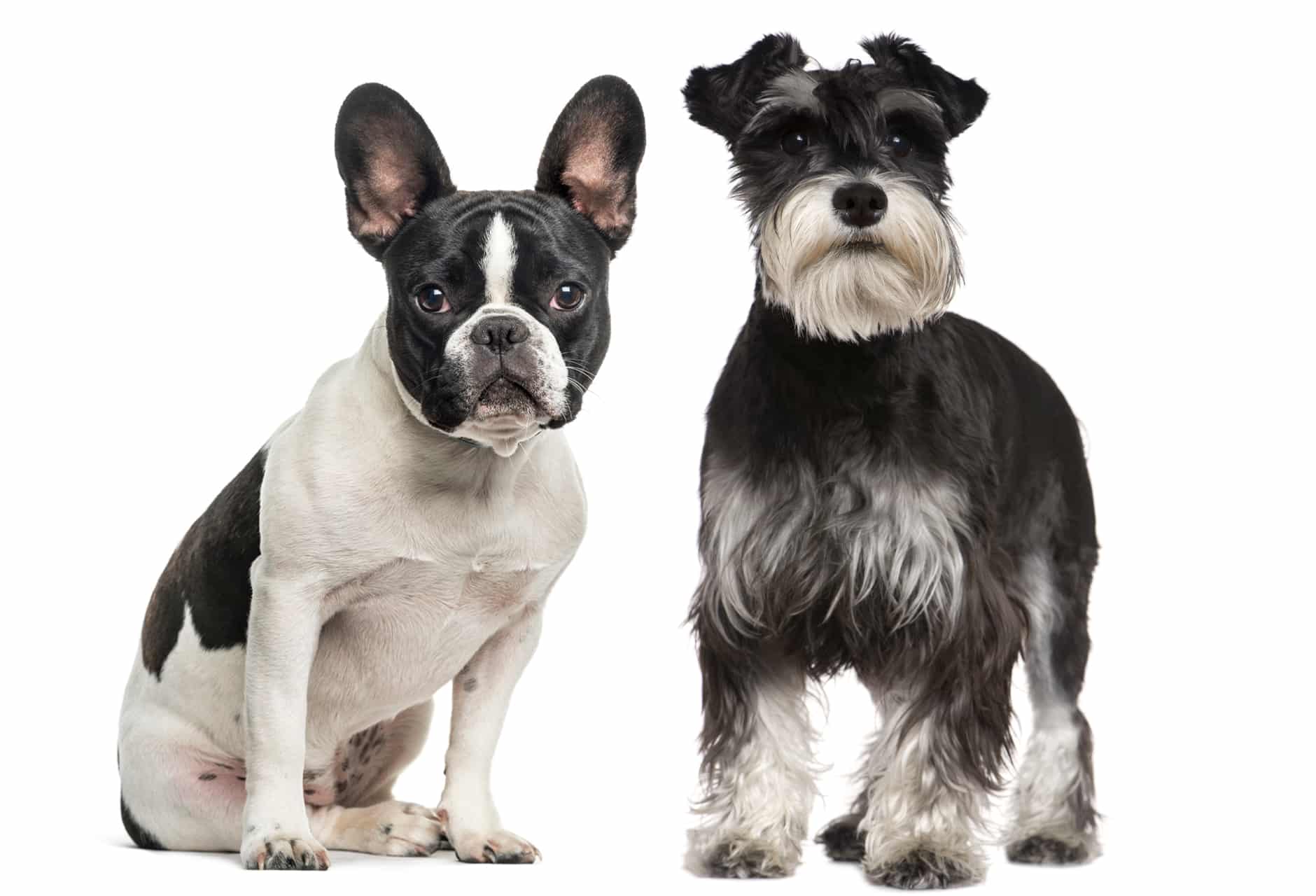 Best Dry Dog Food for Miniature Schnauzer Puppies A Comprehensive Guide