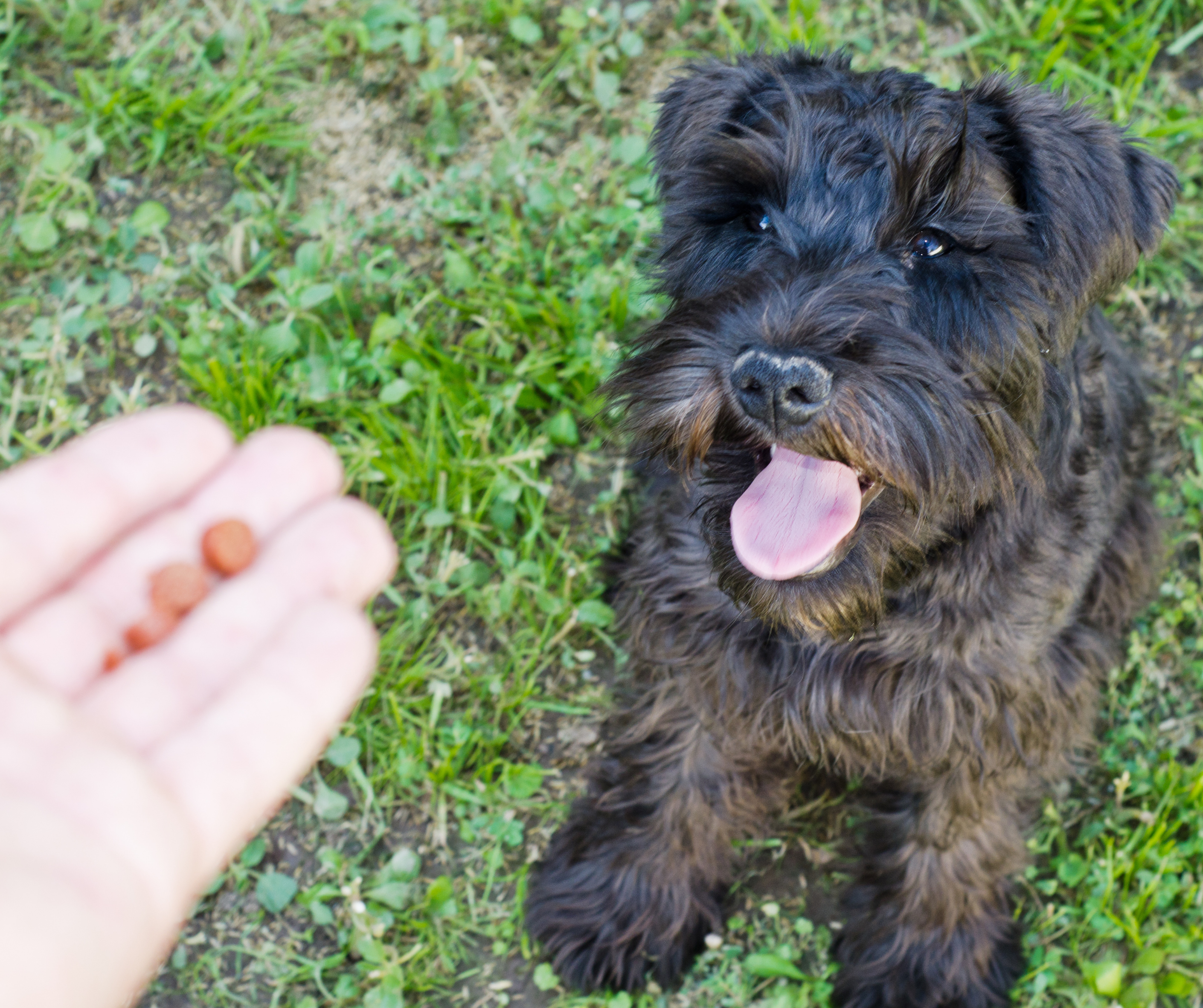 Best Dry Dog Food for Miniature Schnauzer Puppies A Comprehensive Guide