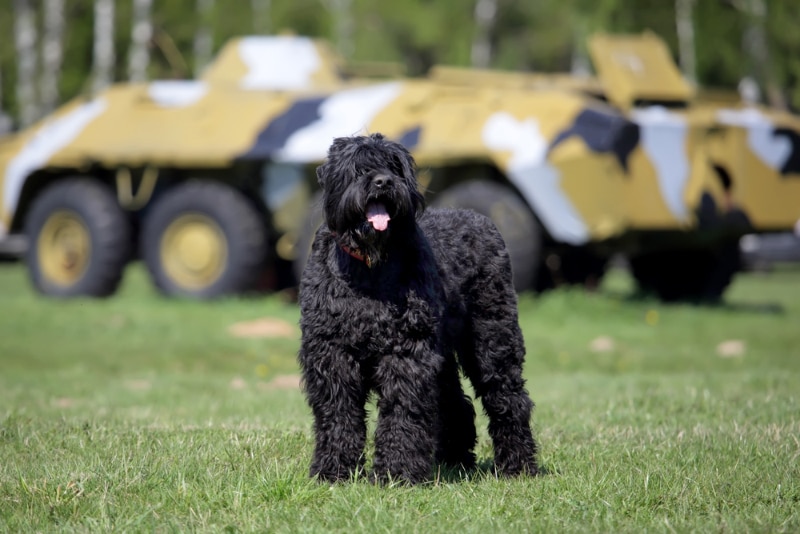 Black Russian Terrier vs. Giant Schnauzer A Deep Dive into Two Majestic Breeds