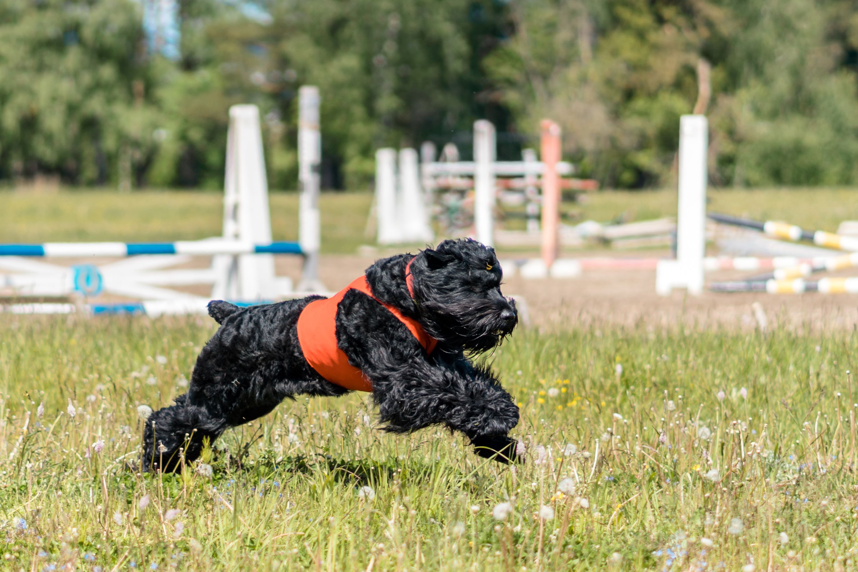 Black Russian Terrier vs. Giant Schnauzer A Deep Dive into Two Majestic Breeds