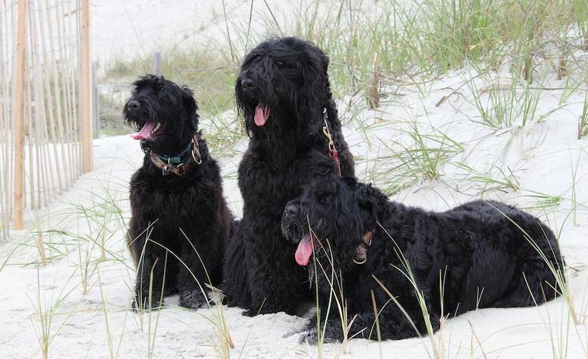 Black Russian Terrier vs. Giant Schnauzer A Deep Dive into Two Majestic Breeds