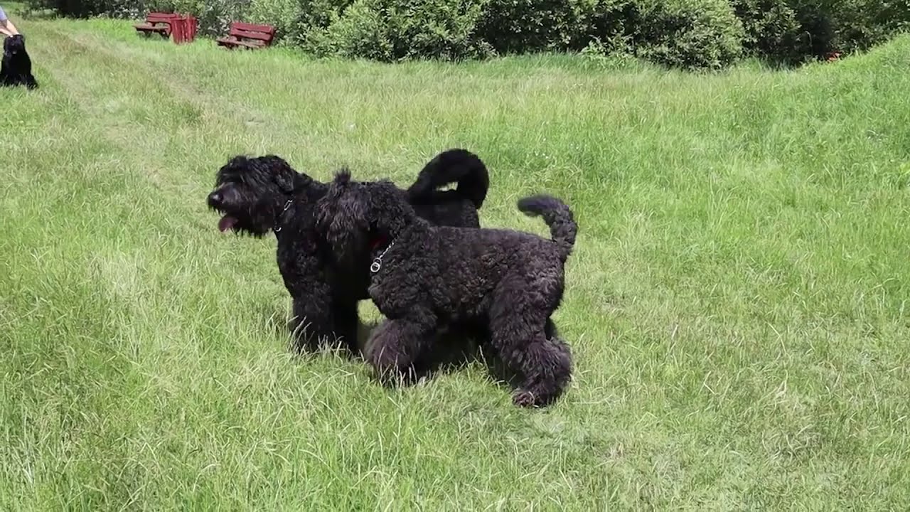 Black Russian Terrier vs. Giant Schnauzer A Deep Dive into Two Majestic Breeds