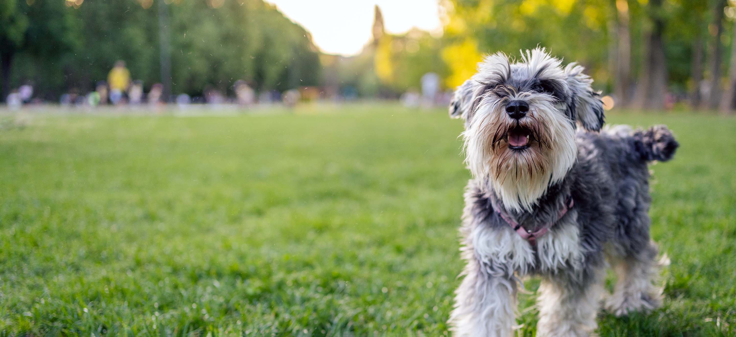 Blue Heeler Schnauzer Mix A Unique and Energetic Breed