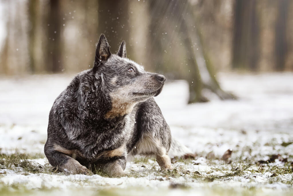 Blue Heeler Schnauzer Mix A Unique and Energetic Breed