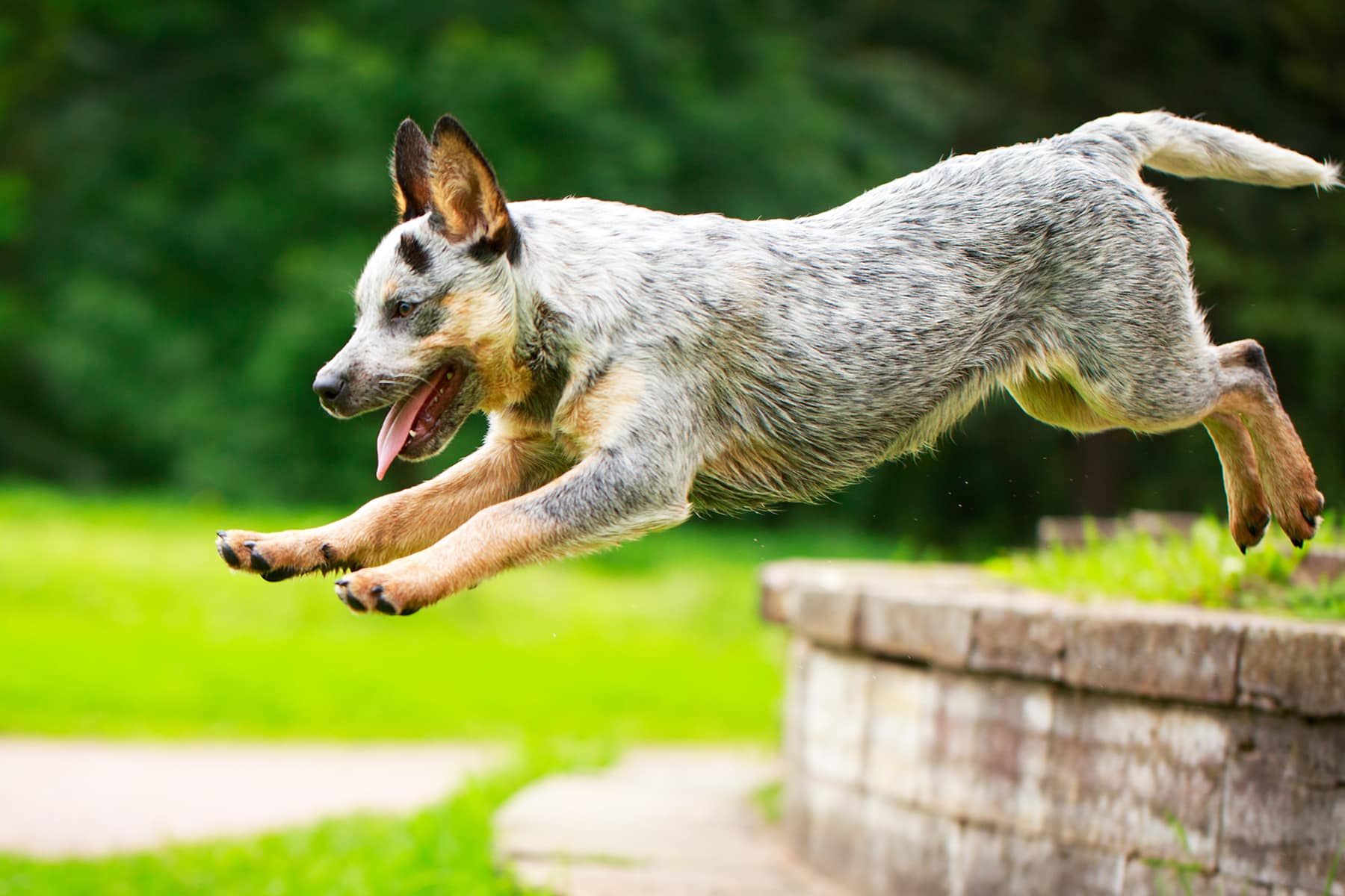 Blue Heeler Schnauzer Mix A Unique and Energetic Breed