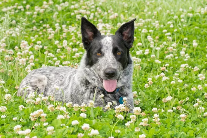 Blue Heeler Schnauzer Mix A Unique and Energetic Breed