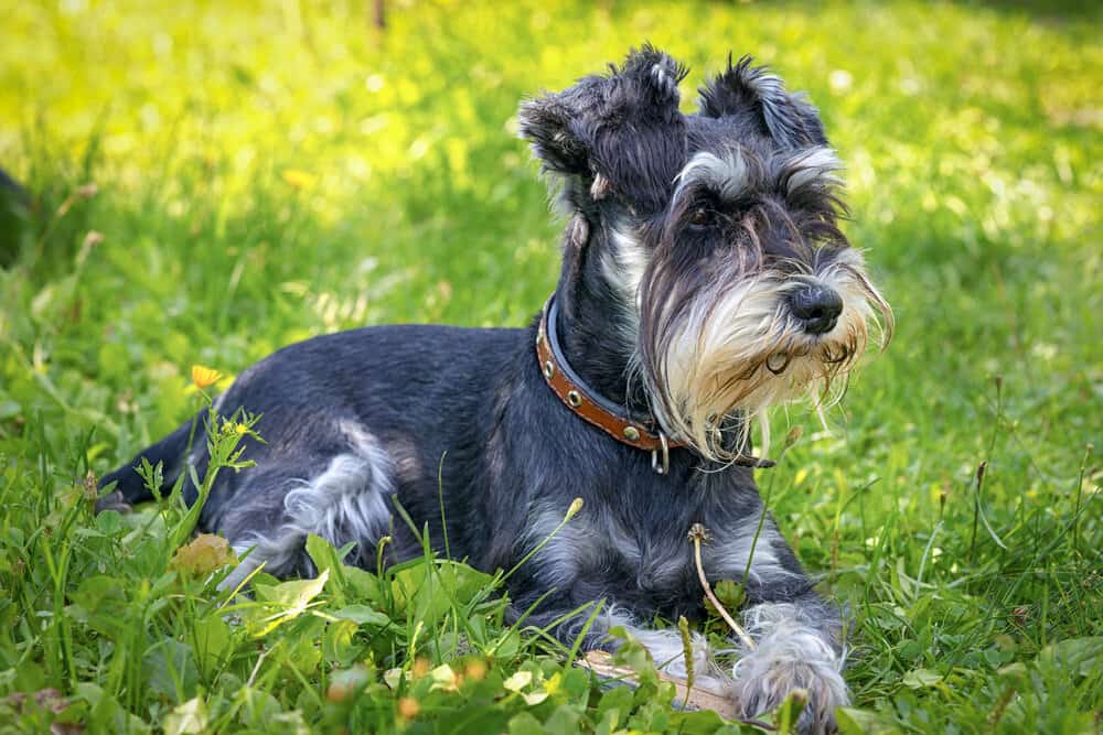 Border Collie Schnauzer Mix A Unique and Energetic Companion