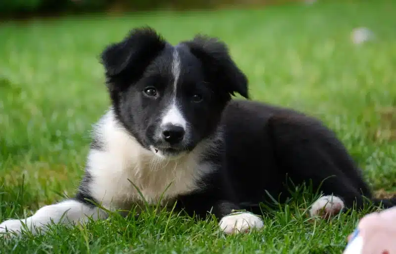 Border Collie Schnauzer Mix A Unique and Energetic Companion