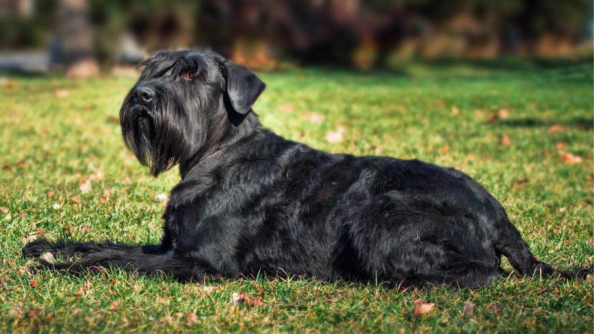 Border Collie Schnauzer Mix A Unique and Energetic Companion