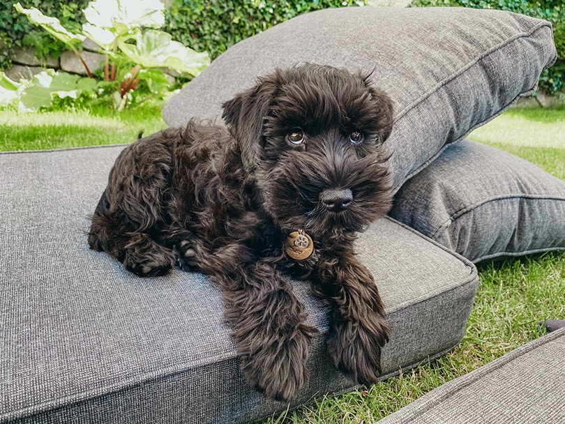 Bringing Home Your Black Schnauzer Puppy A Comprehensive Guide