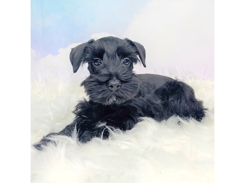 Bringing Home Your Black Schnauzer Puppy A Comprehensive Guide