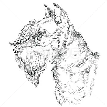 Capturing the Charm A Guide to Drawing Schnauzers