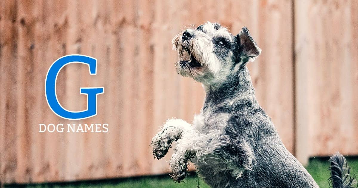 Choosing the Perfect Name for Your Miniature Schnauzer