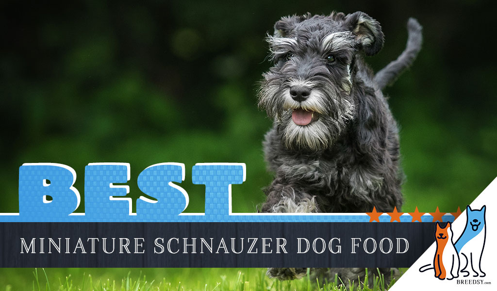 Choosing the Perfect Name for Your Miniature Schnauzer