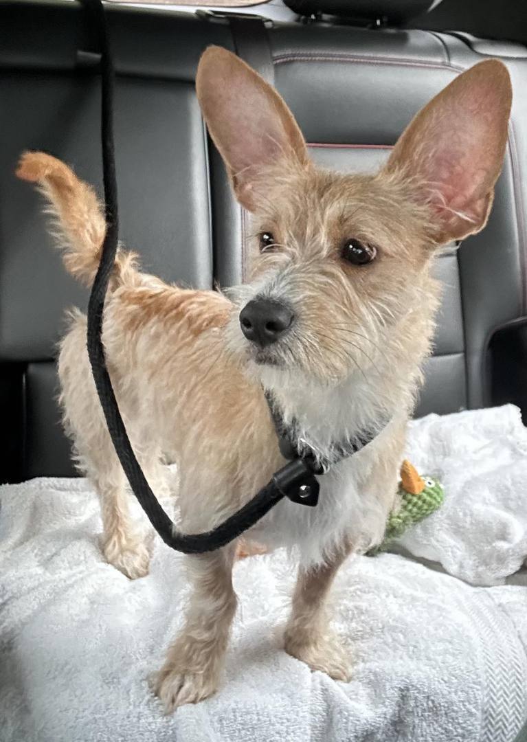 Corgi-Schnauzer Mix An Adorable Blend of Two Popular Breeds