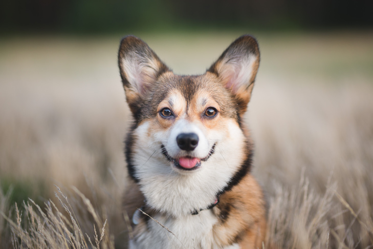 Corgi-Schnauzer Mix An Adorable Blend of Two Popular Breeds