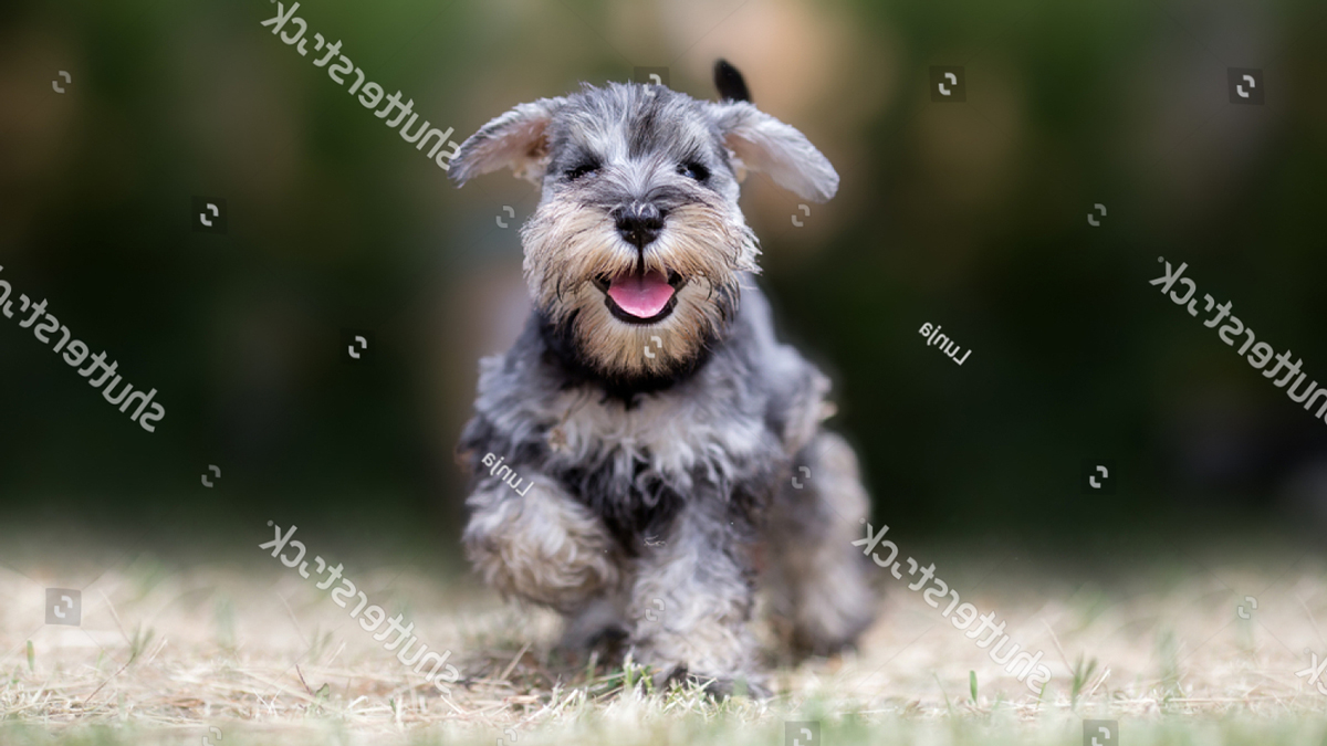 Corgi-Schnauzer Mix An Adorable Blend of Two Popular Breeds