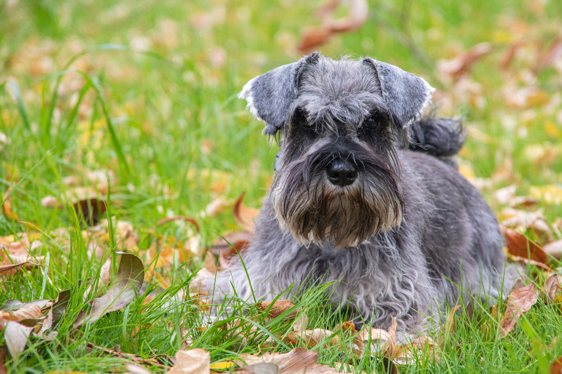 Cost of Acquiring a Miniature Schnauzer