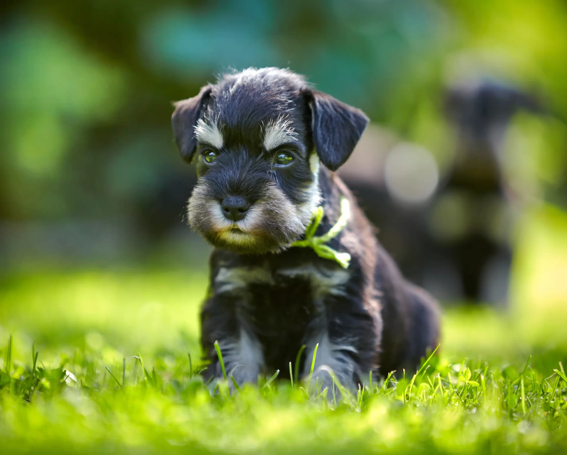 Cost of Acquiring a Miniature Schnauzer