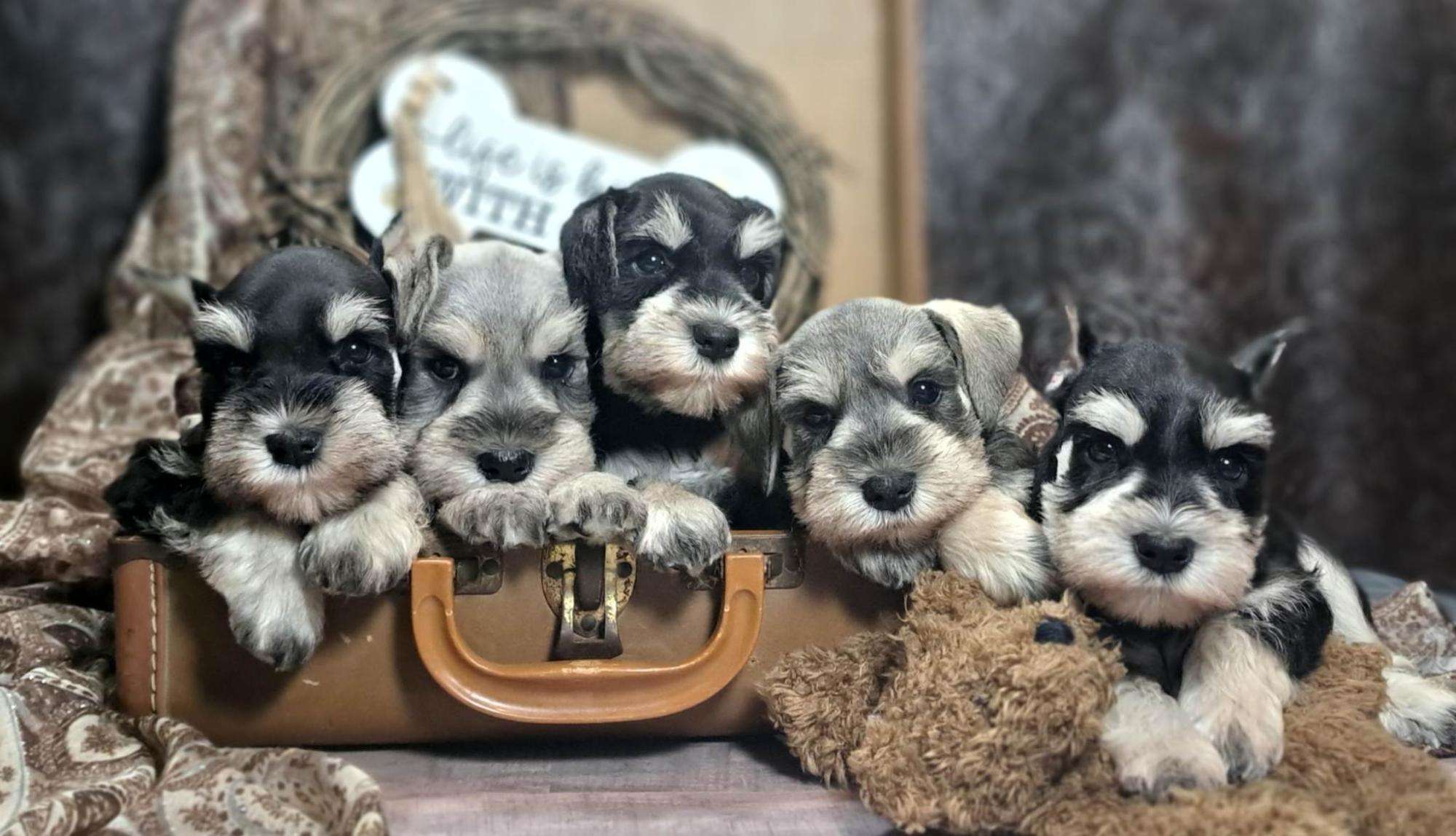 Cost of Acquiring a Miniature Schnauzer