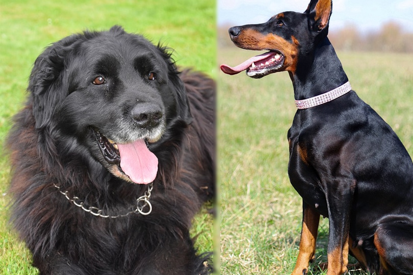 Doberman Schnauzer Mix A Blend of Intelligence and Loyalty